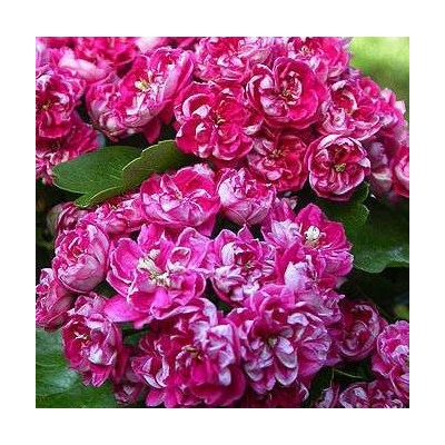 Gług Dwuszyjkowy DON C3